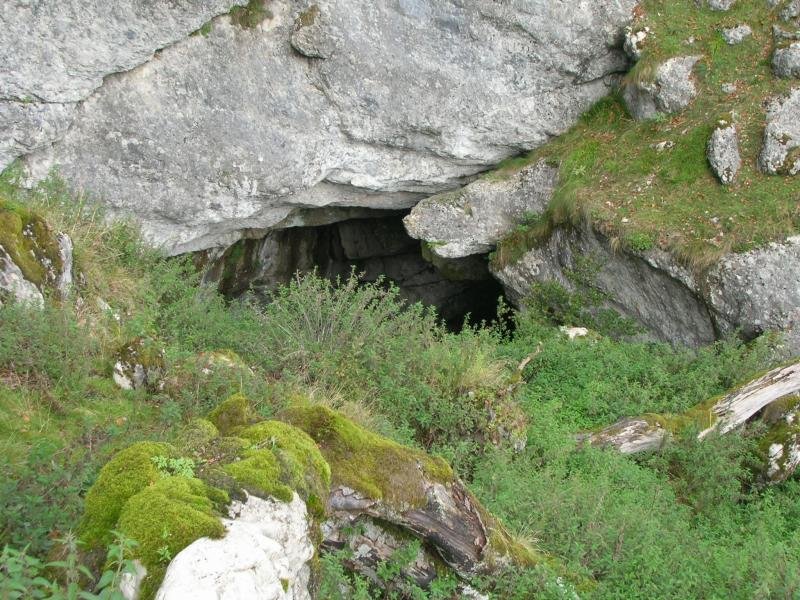 Oihanbeltzeko arpea