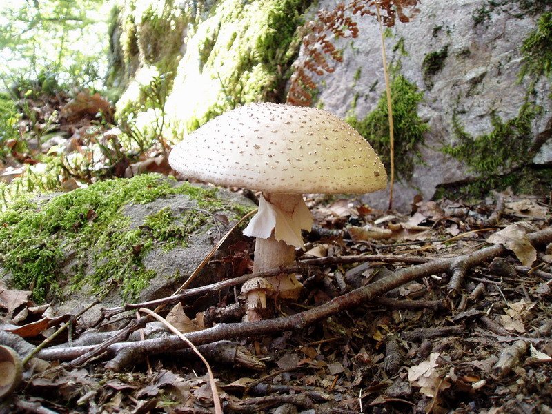 Perretxikoa
