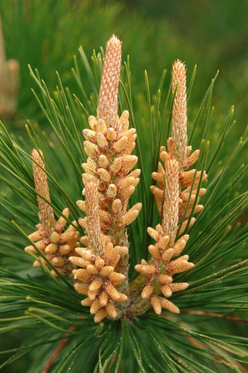 Pinuaren lorea