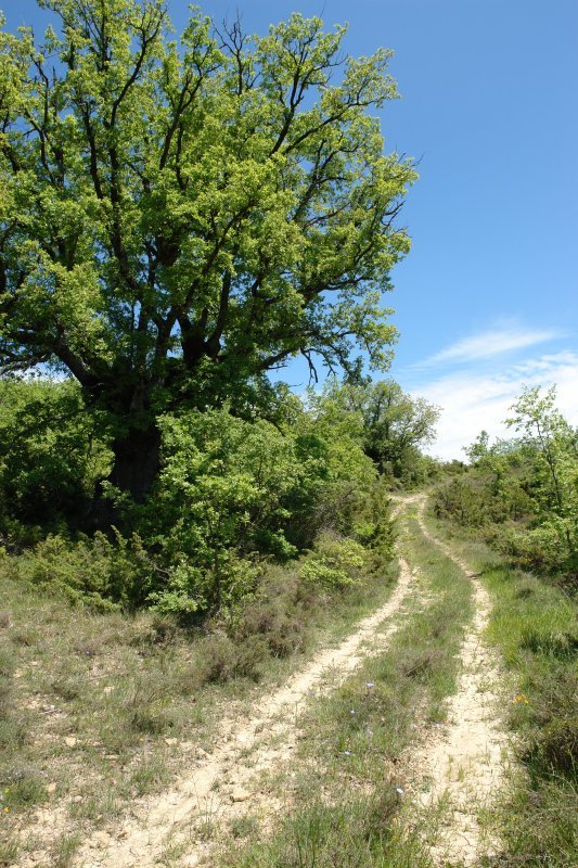 Iriso aldeko bidea