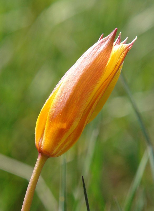 Lorea