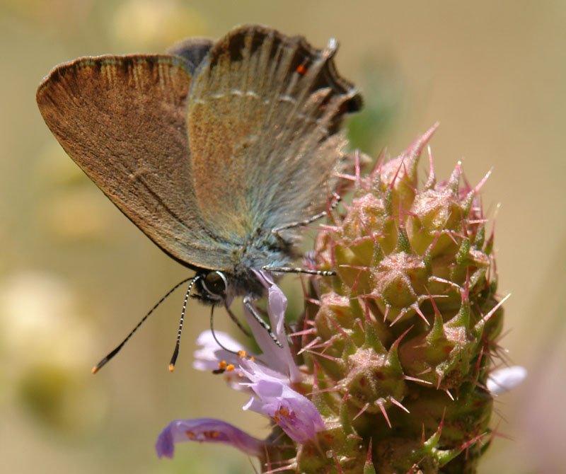 Tximeleta lanean