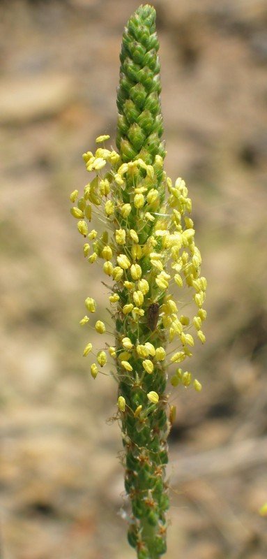 Loreak