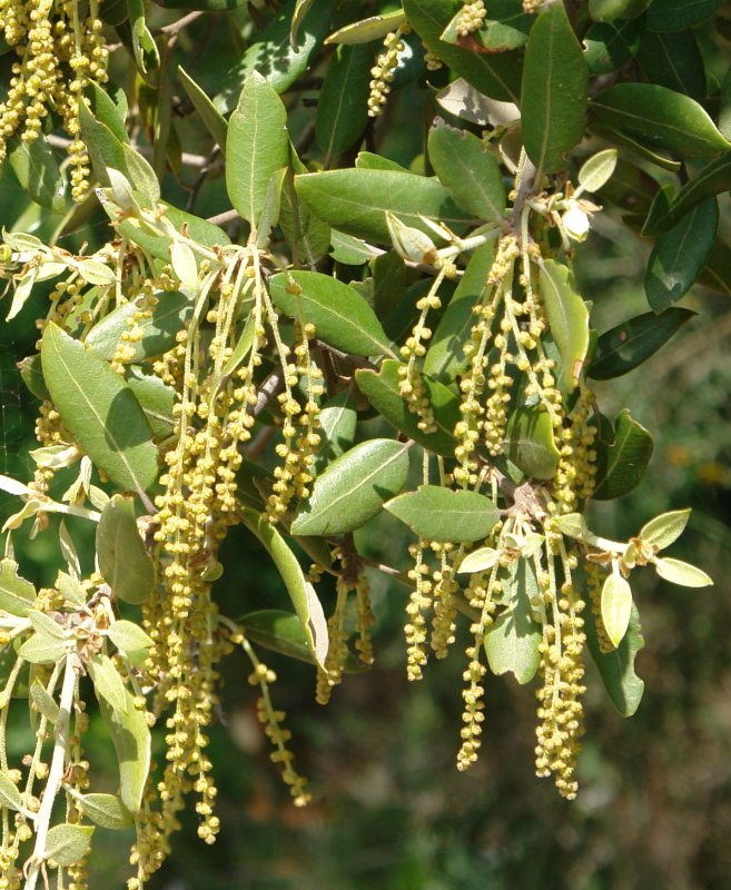 Loreak