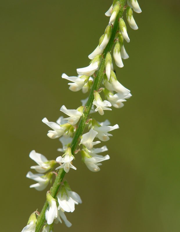 Loreak
