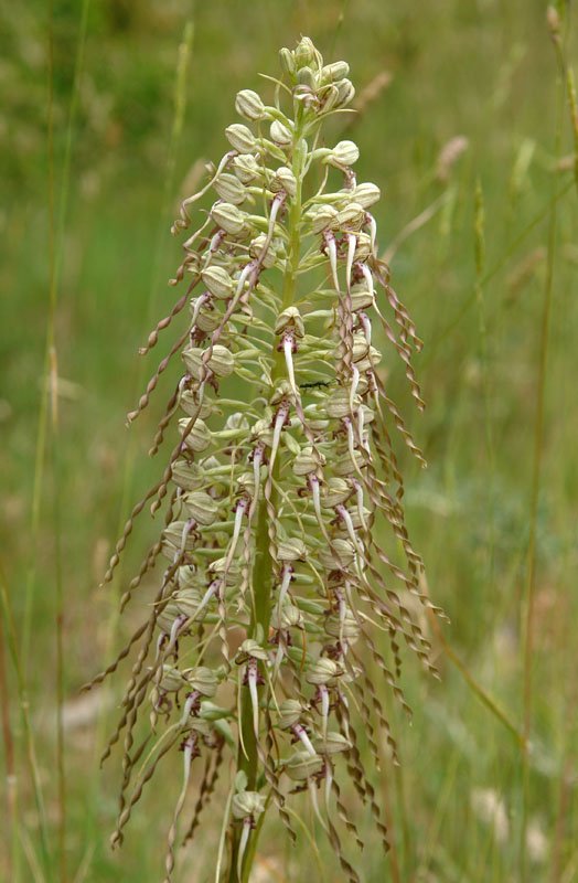 Loreak