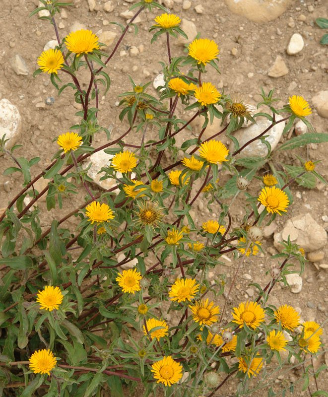 Loreak
