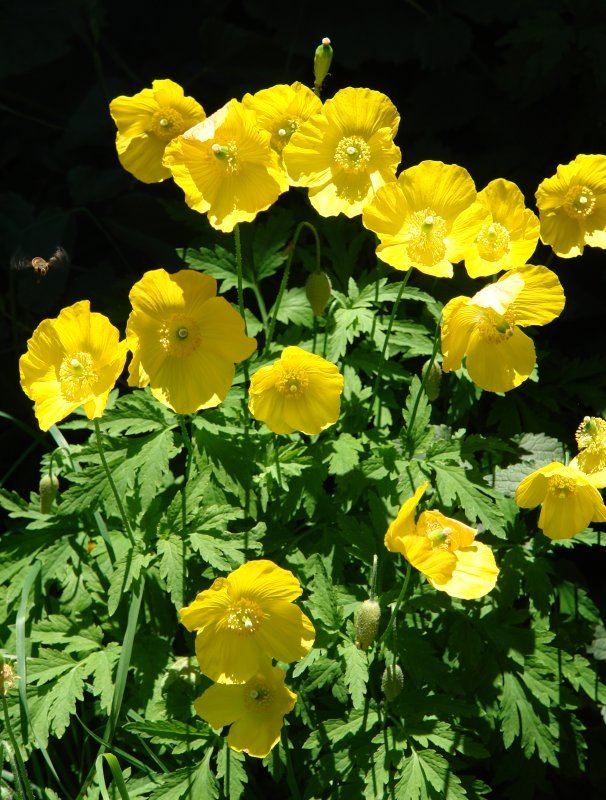 Meconopsis cambrica