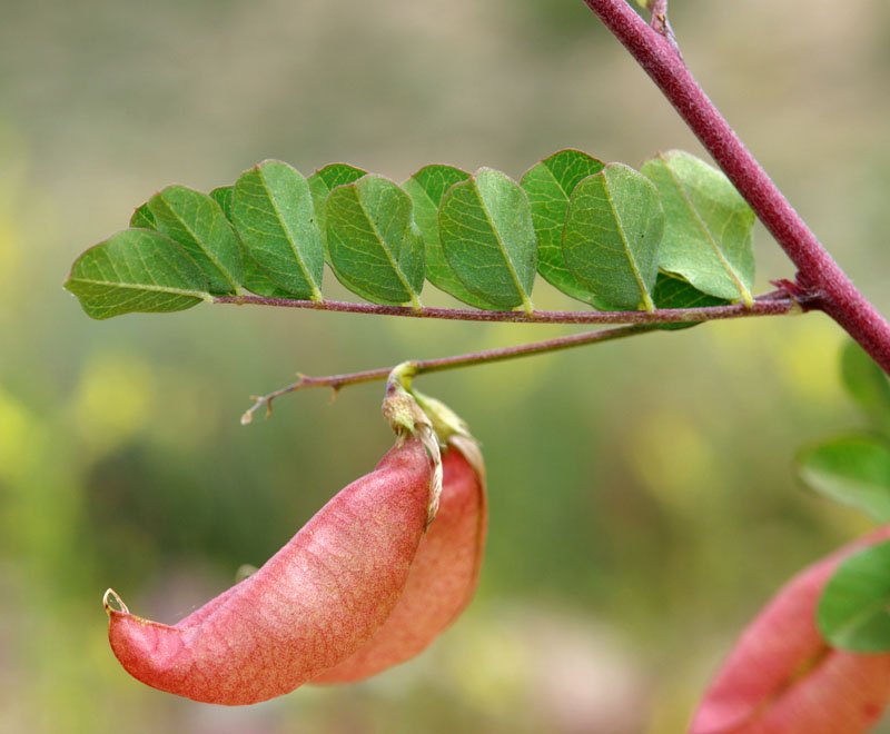 Colutea arborescens
