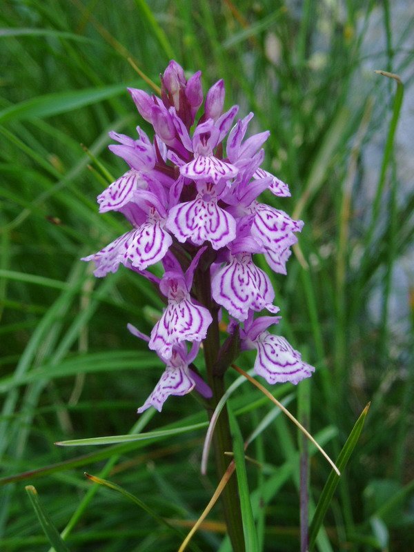 Dactylorhiza maculata