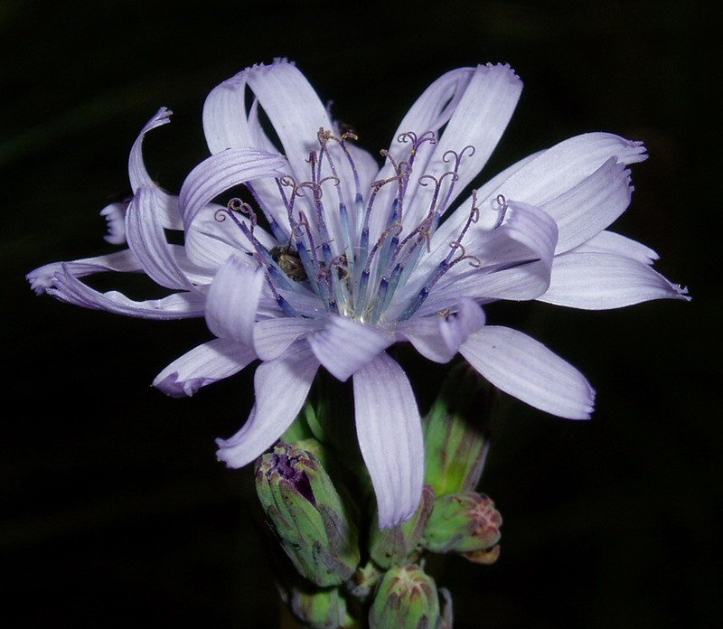 Cicerbita plumieri