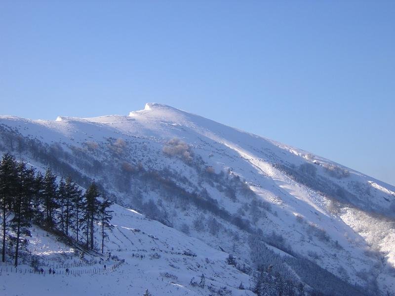 Belaute