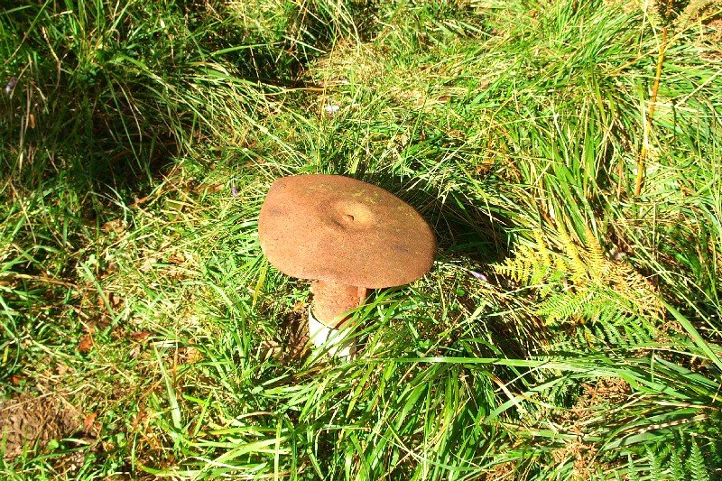 Buzoia