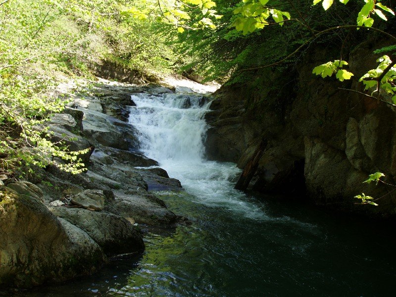 Kubo urjauzia