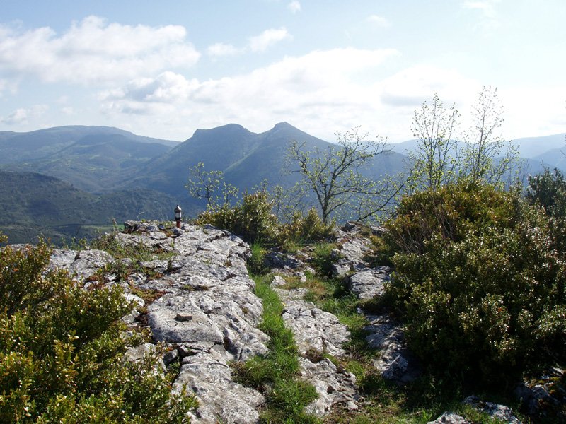 Gailurretik, Elke