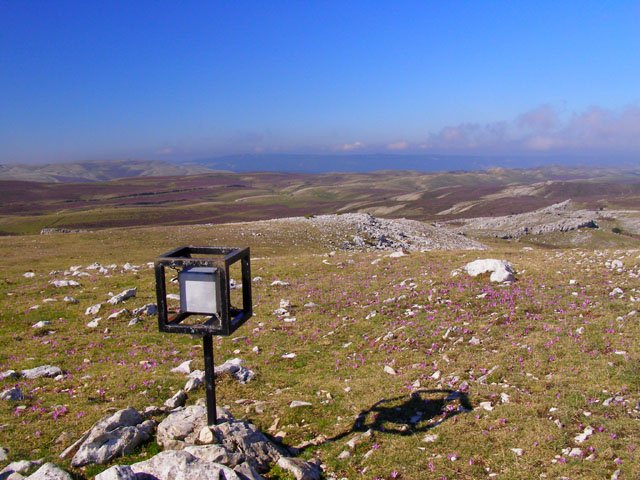 Buzoia