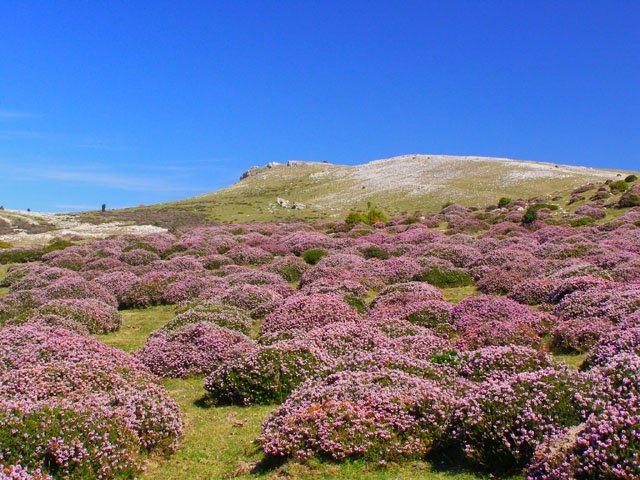 Tontorra