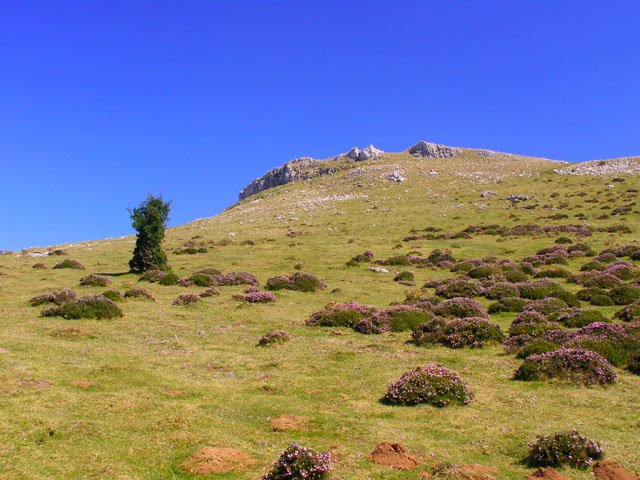 Tontorra