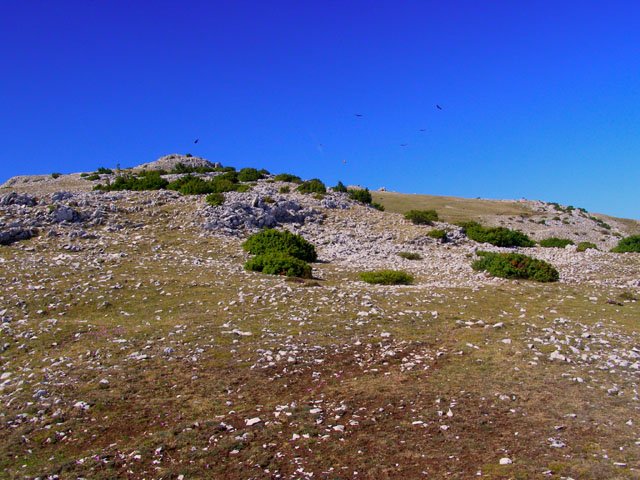 Tontorra