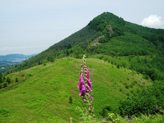 Gailurra
