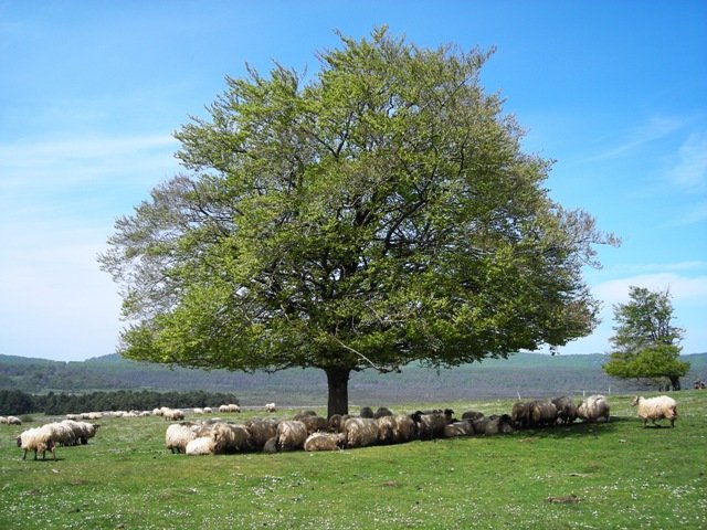 Ardiak itzalpean