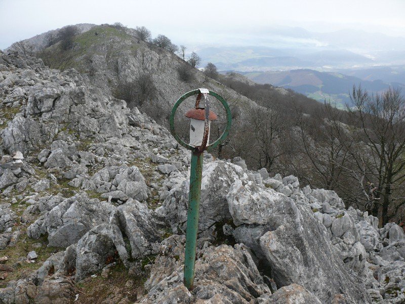 Buzoia