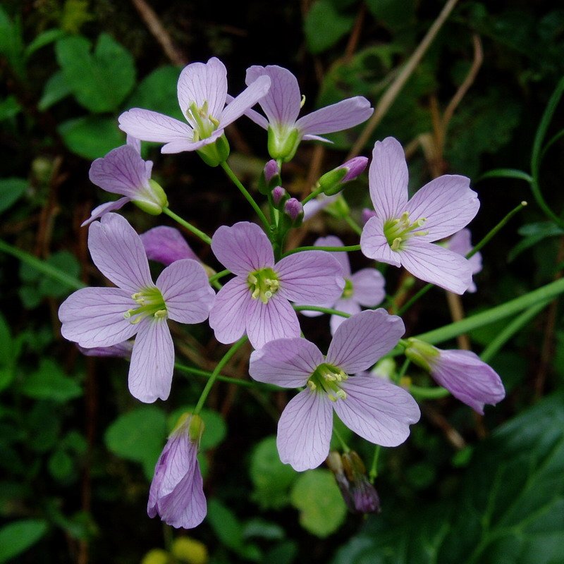 Xanpora (Cardamine pratensis)