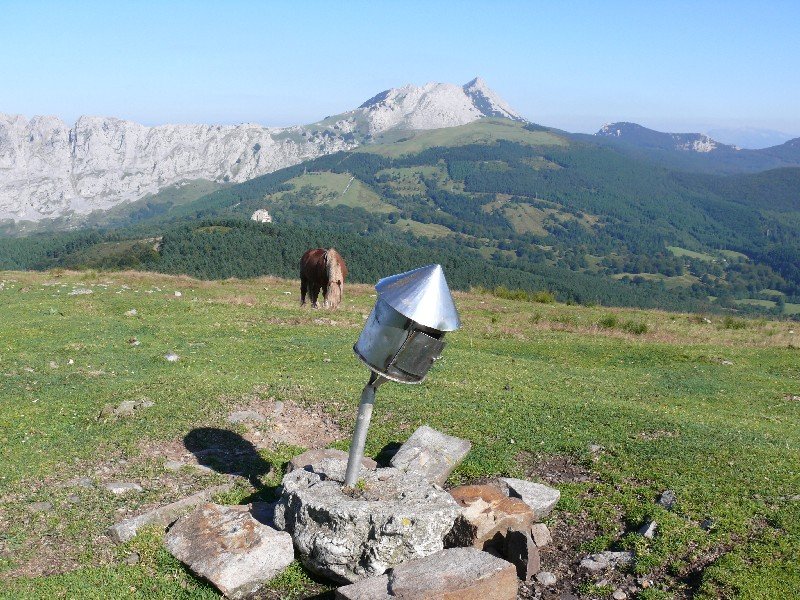 Buzoia
