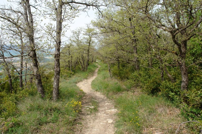 Bizkarreko bidea
