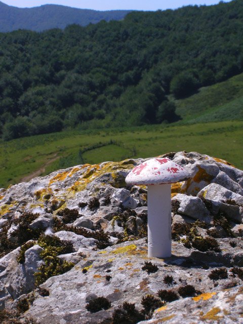 Zabalaitzeko buzoia