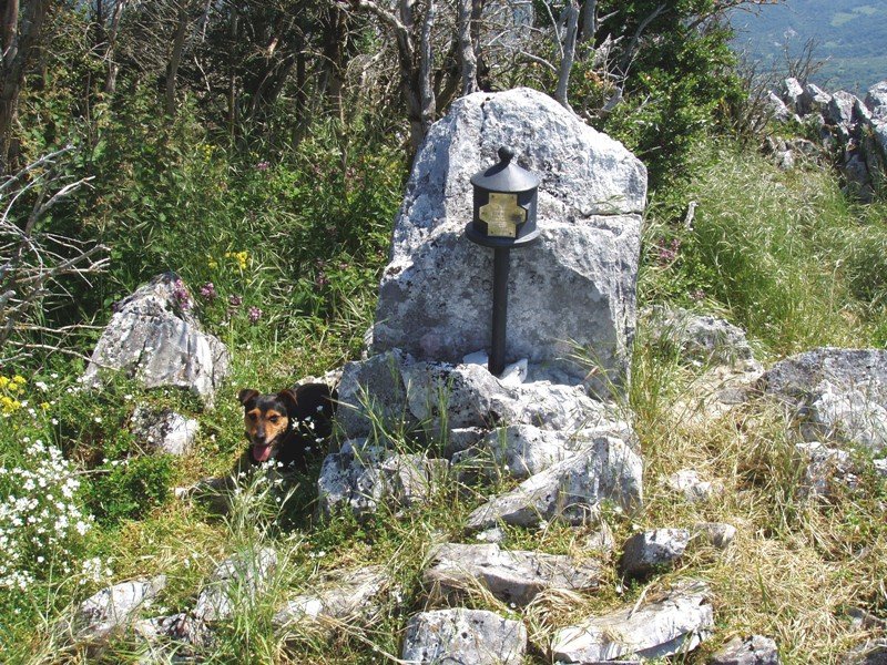 Gailurra