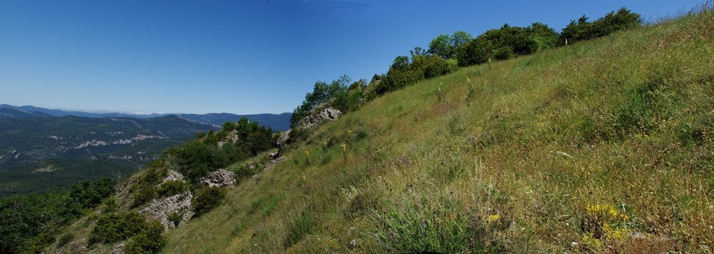 Gailurra