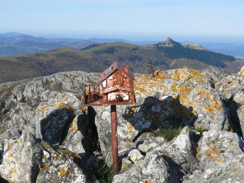 Buzoia