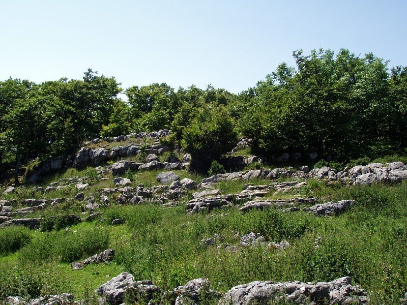 Gailurra