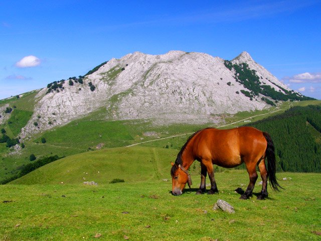 Anboto tontorratik