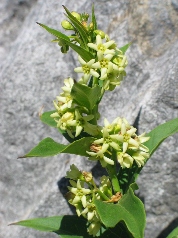 Loreak