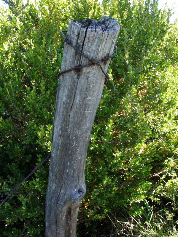 Gailurra