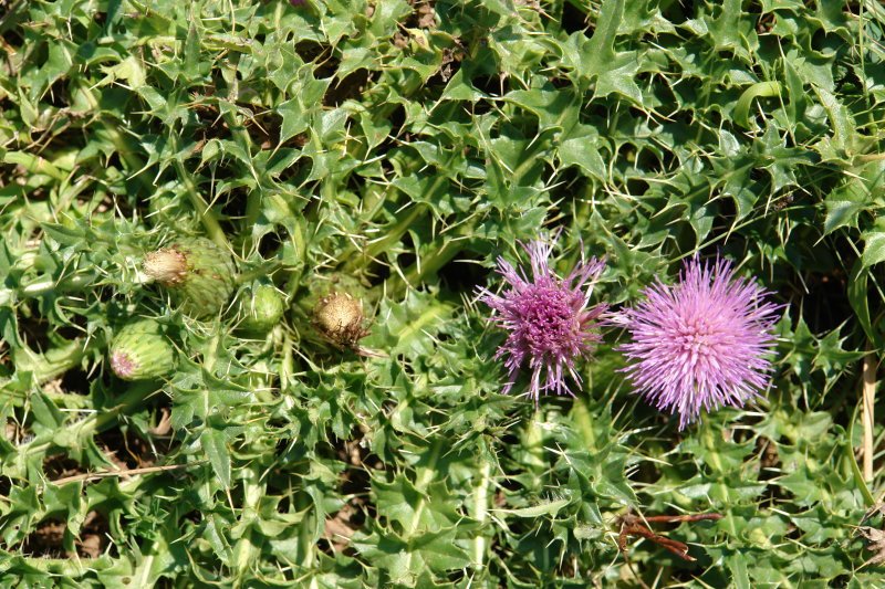 Lore multzoa