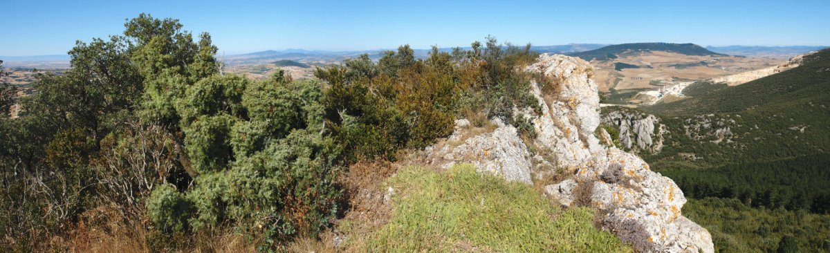 Tontorra