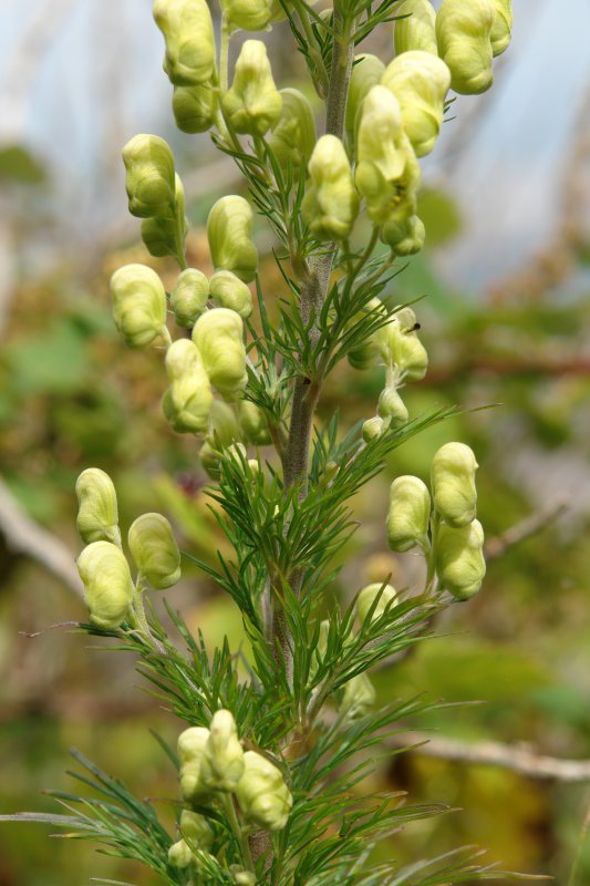 Zurtoina eta hostoak