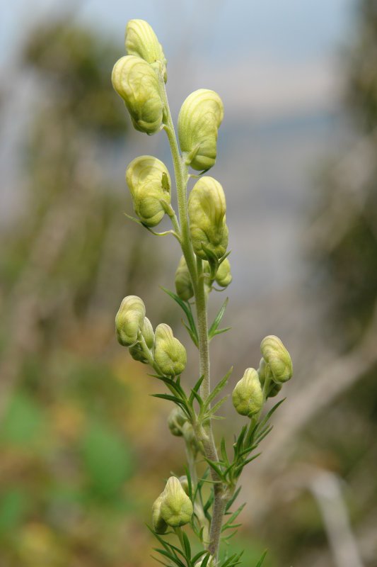 Zabaldu gabeko loreak