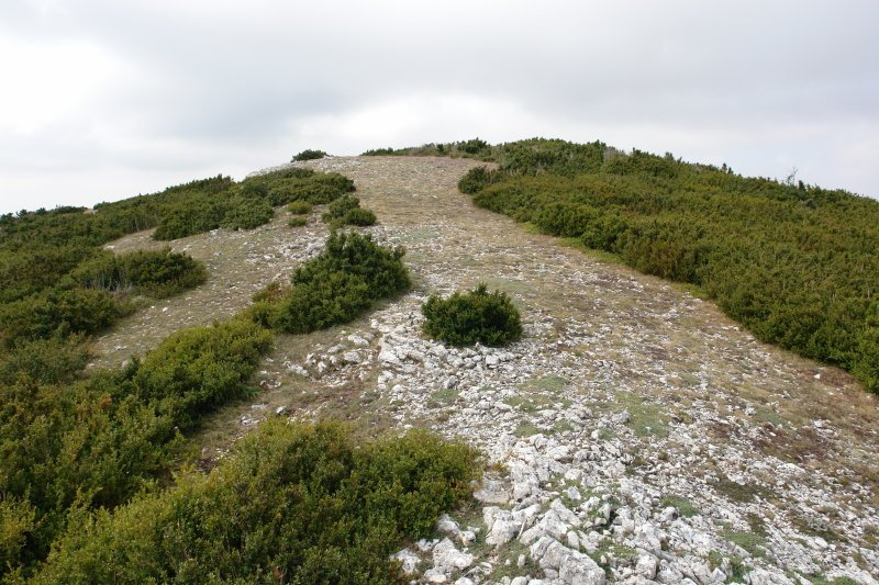 Orrontze gaina