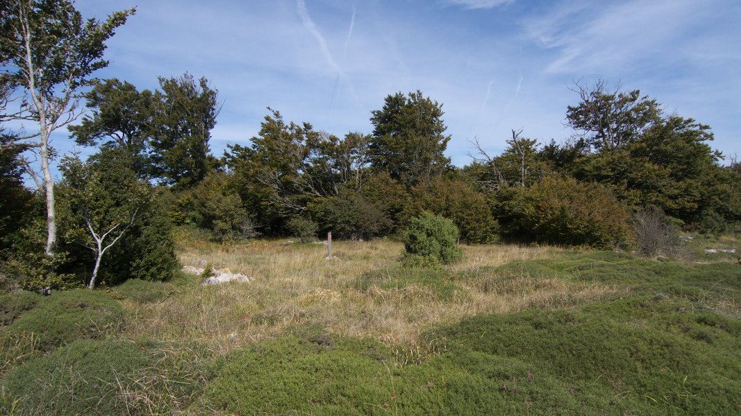 Tontorra