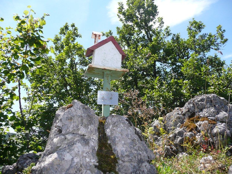 Buzoia