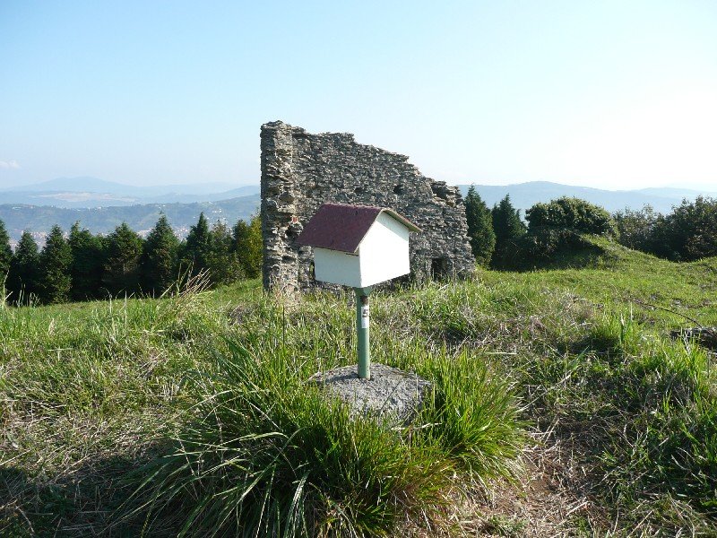 Buzoia