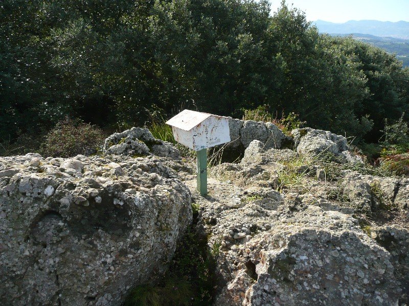 Buzoia