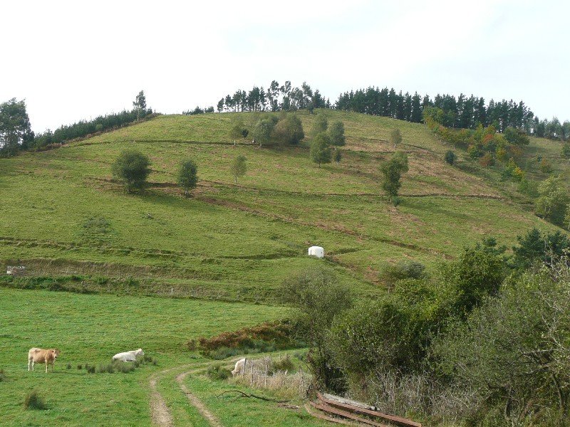 Kalamendi