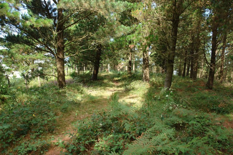 Tontorra