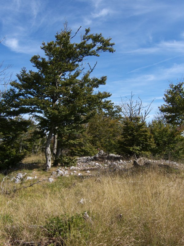 Tontorra