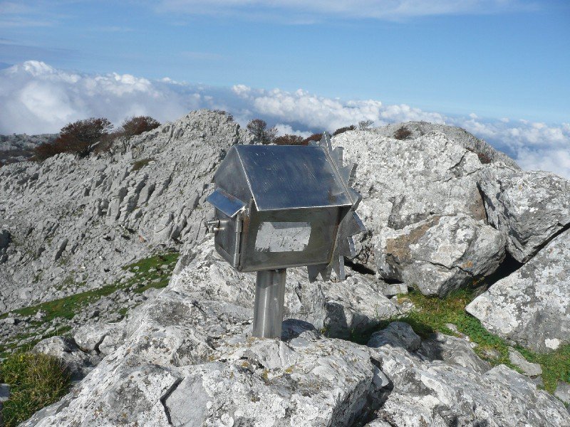 Buzoia
